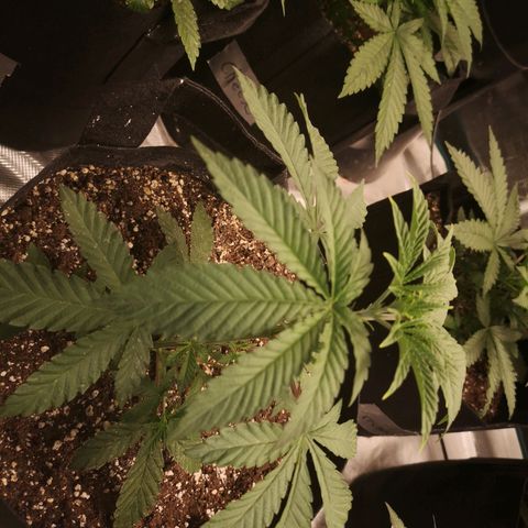 Grandpas cookies r1 growlog timeline photo