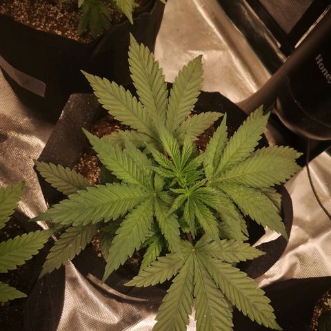 Cheese 2nd grow growlog timeline photo