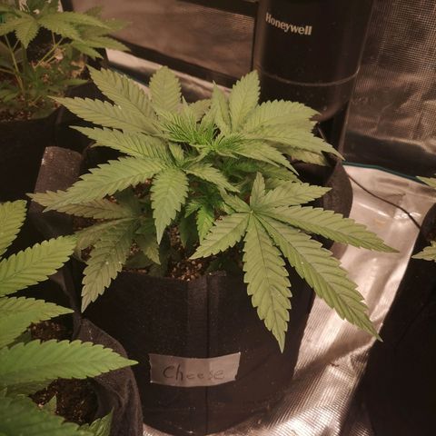 Cheese 2nd grow growlog timeline photo