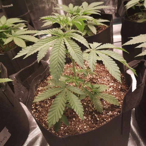 Grandpas cookies r1 growlog timeline photo