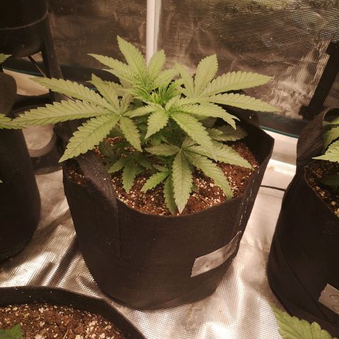 Crescendo rbx 1 growlog timeline photo