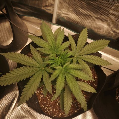 Crescendo rbx 1 growlog timeline photo
