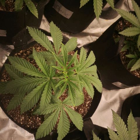 Grandpas cookies r1 growlog timeline photo