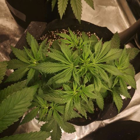 Cheese 2nd grow growlog timeline photo