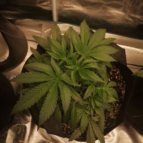 Crescendo rbx 1 growlog timeline photo