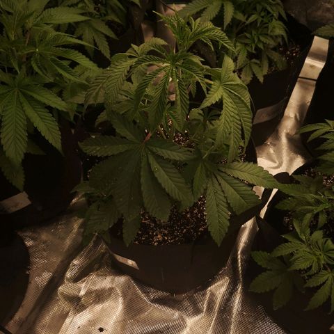 Grandpas cookies r1 growlog timeline photo