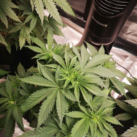 Cheese 2nd grow growlog timeline photo