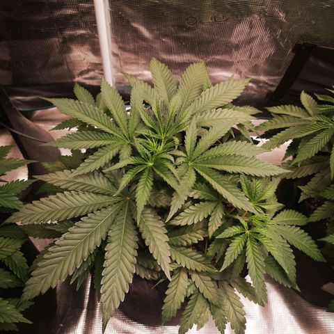 Crescendo rbx 1 growlog timeline photo