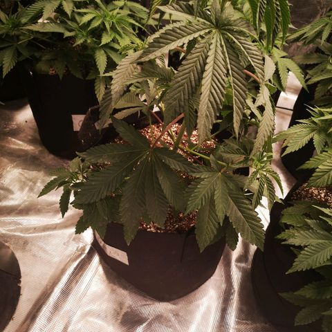 Grandpas cookies r1 growlog timeline photo
