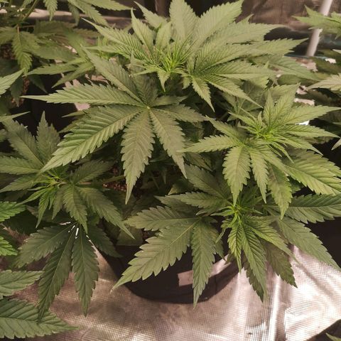Cheese 2nd grow growlog timeline photo