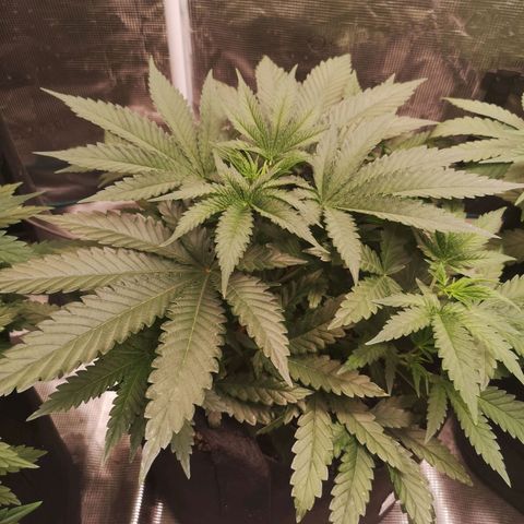 Crescendo rbx 1 growlog timeline photo