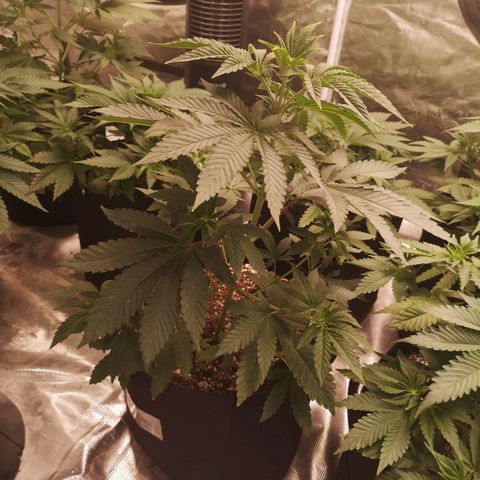 Grandpas cookies r1 growlog timeline photo