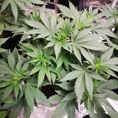 Cheese 2nd grow growlog timeline photo