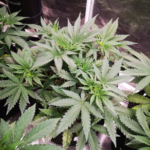 Crescendo rbx 1 growlog timeline photo