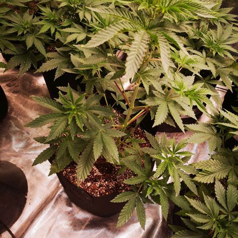 Grandpas cookies r1 growlog timeline photo