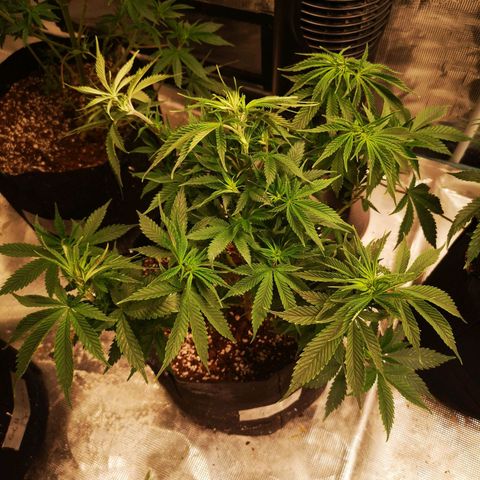 Cheese 2nd grow growlog timeline photo