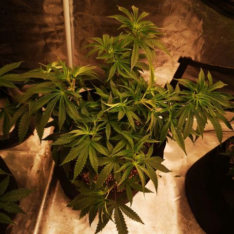Crescendo rbx 1 growlog timeline photo