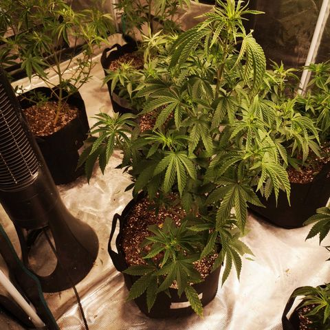 Grandpas cookies r1 growlog timeline photo