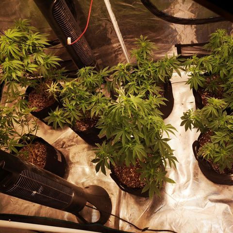 Grandpas cookies r1 growlog timeline photo