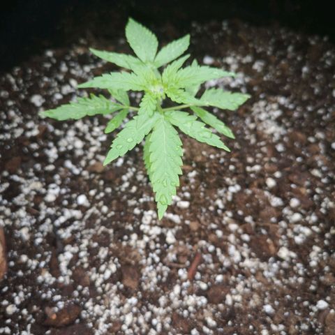 Jess' Memberberry  growlog timeline photo