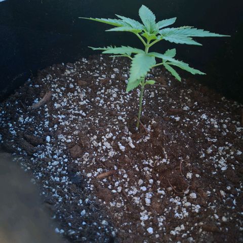 Jess' Memberberry  growlog timeline photo