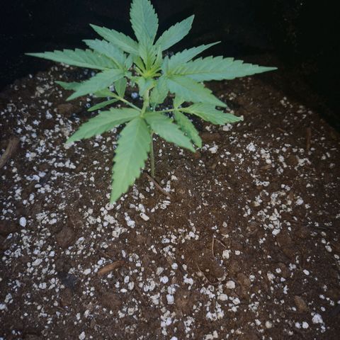 Jess' Memberberry  growlog timeline photo