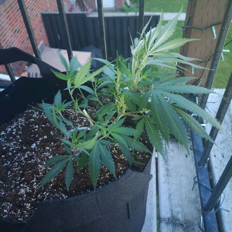 Cheese clone growlog timeline photo