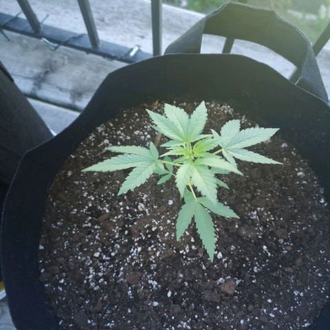 Jess' Memberberry  growlog timeline photo