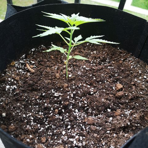 Jess' Memberberry  growlog timeline photo