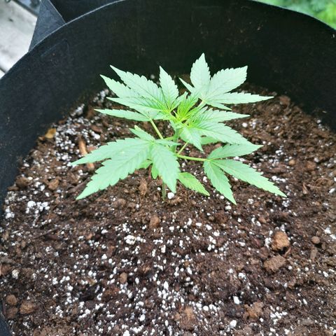 Jess' Memberberry  growlog timeline photo