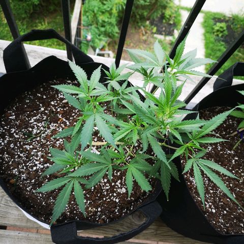Cheese clone growlog timeline photo