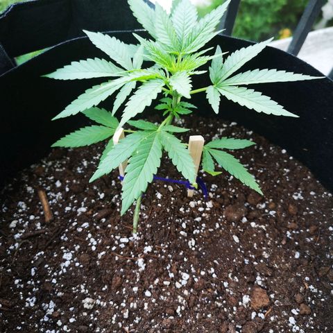 Jess' Memberberry  growlog timeline photo