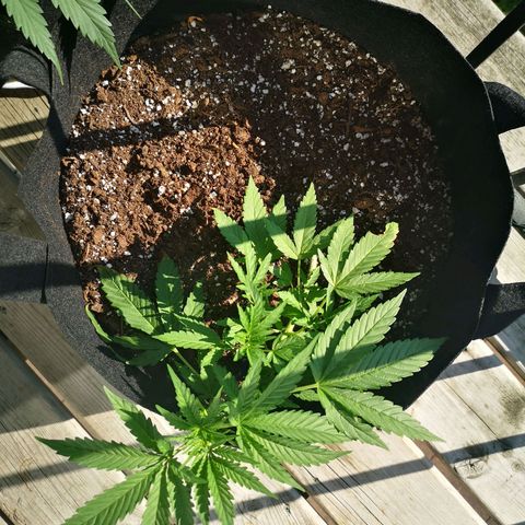 Jess' Memberberry  growlog timeline photo