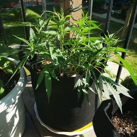 Cheese clone growlog timeline photo