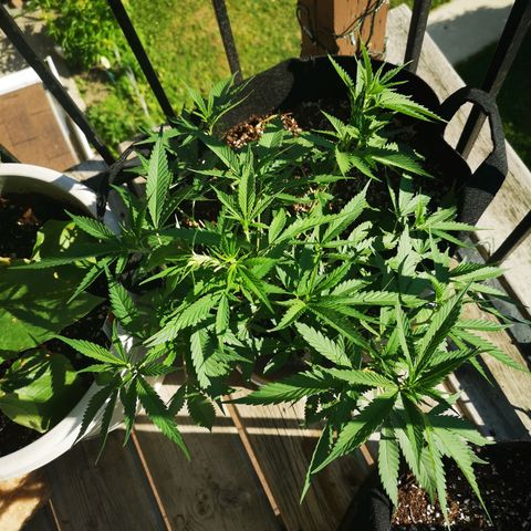 Cheese clone growlog timeline photo
