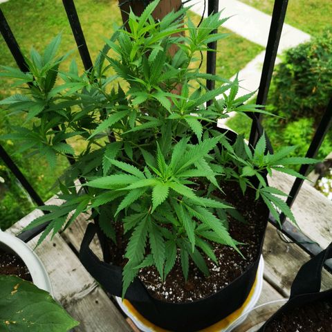 Cheese clone growlog timeline photo