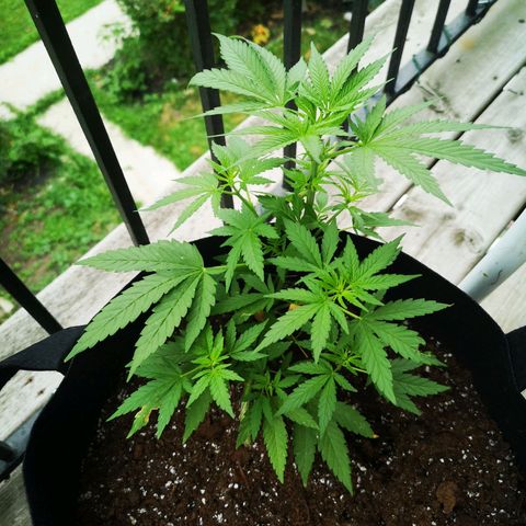 Jess' Memberberry  growlog timeline photo
