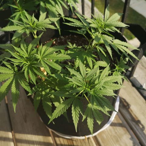 Jess' Memberberry  growlog timeline photo
