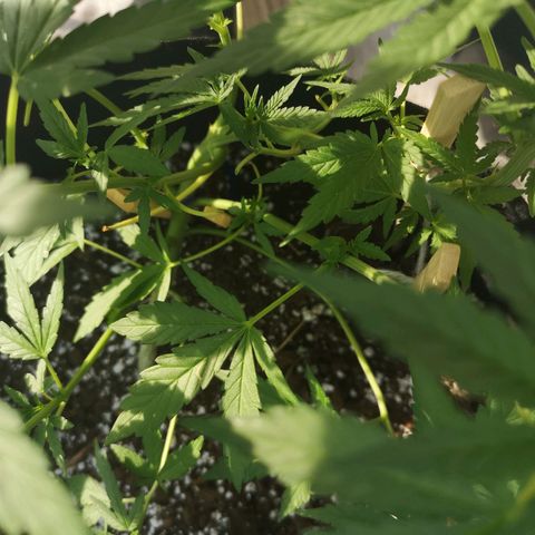 Jess' Memberberry  growlog timeline photo