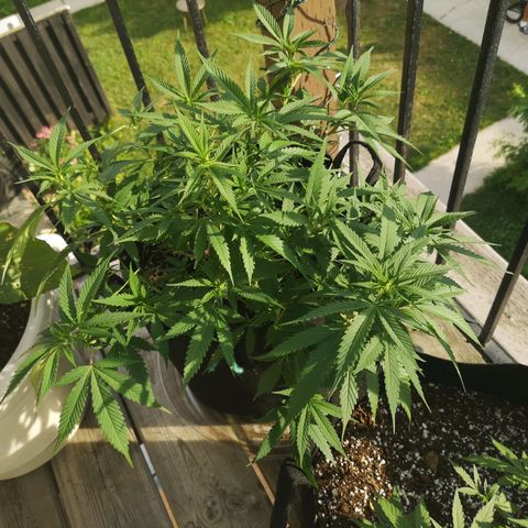 Cheese clone growlog timeline photo