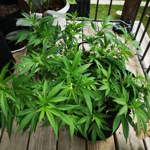 Cheese clone growlog timeline photo