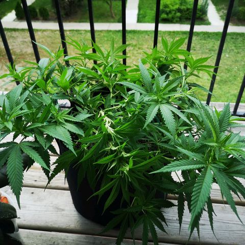 Cheese clone growlog timeline photo
