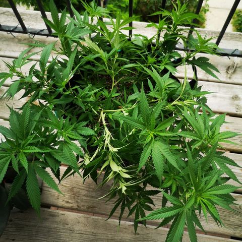 Cheese clone growlog timeline photo