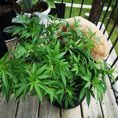 Cheese clone growlog timeline photo