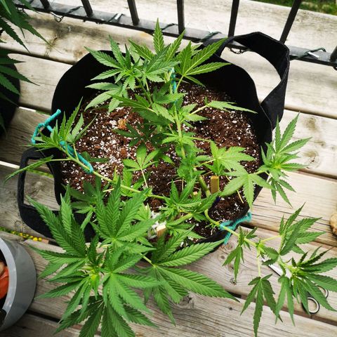 Jess' Memberberry  growlog timeline photo