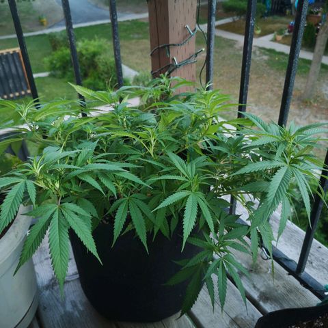 Cheese clone growlog timeline photo