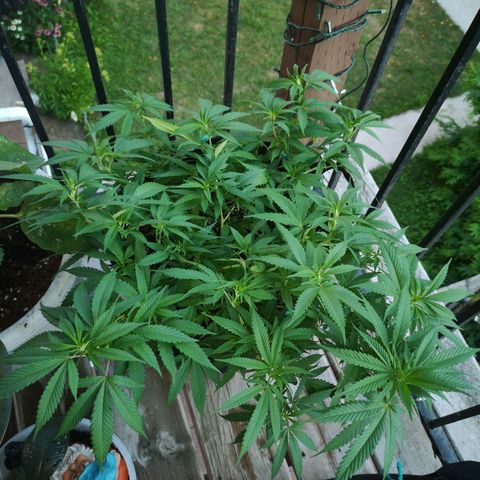 Cheese clone growlog timeline photo