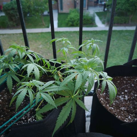 Jess' Memberberry  growlog timeline photo