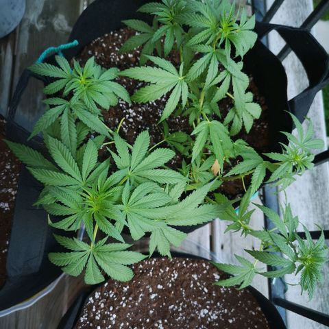 Jess' Memberberry  growlog timeline photo