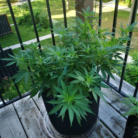 Cheese clone growlog timeline photo